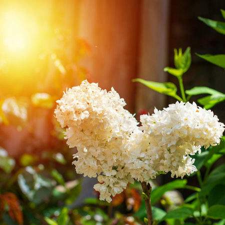 Sunlight bathes a blooming cluster of white lilacs, their delicate petals glowing softly in a vibrant garden filled with lush greenery and the warmth of a golden summer morningの写真素材
