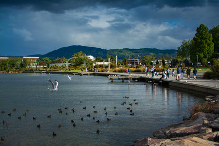 Families stroll along the Rotorua lakefront boardwalk as flocks of ducks gather on the calm waters, framed by dramatic skies and distant green hills in this peaceful New Zealand lakeside scene.の写真素材