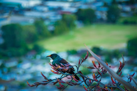A New Zealand tui perched on a flowering flax branch, its iridescent feathers and white throat tufts shining against the blurred backdrop of Rotorua cityscape and greeneryの写真素材