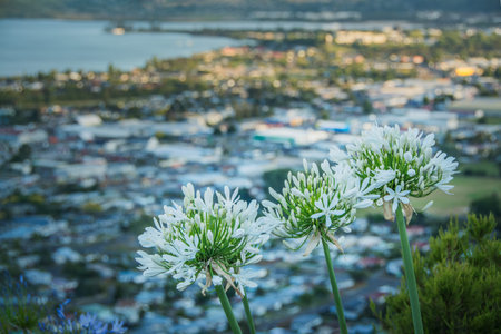 White agapanthus flowers in full bloom overlooking the vibrant cityscape of Rotorua, New Zealand,...