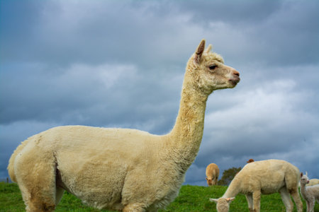 Portrait of a fluffy alpaca against stormy sky. South American camelid. Alpaca farm, New Zealand.の写真素材