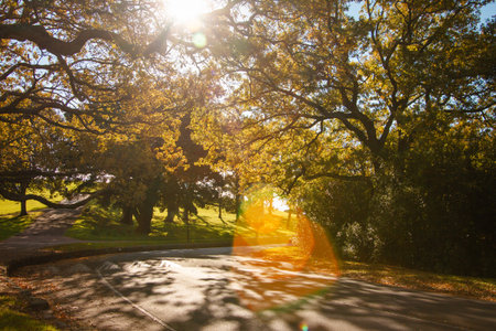 Sunlight streams through golden autumn trees, casting dappled shadows and a vivid lens flare over a winding park road, creating a warm and tranquil scene. Auckland Domain, Auckland, New Zealand