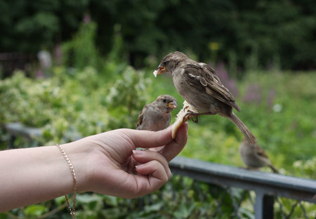 Sparrows eating bread from the hands of women
