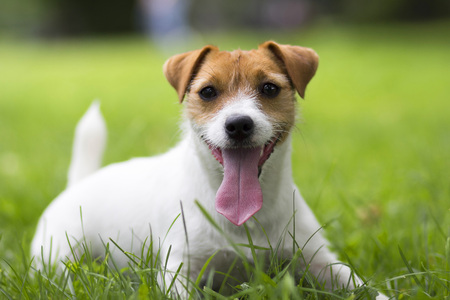 Dog Jack Russell Terrier lying on a green grass in Parkの写真素材