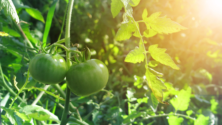 Some tomatoes that are not ripe yet hanging on the vine of a tomato plant in the garden.の写真素材