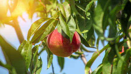 Fresh peach growing among green leaves on a sunny dayの写真素材
