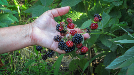 harvesting on a sunny day. hands collect blackberries from a bushの写真素材