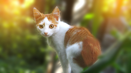 Red orange street cat with white spots standing and looking at me on a sunny dayの写真素材