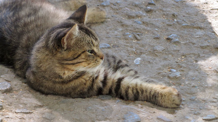Lovely kitten hiding in the hole on the streetの写真素材