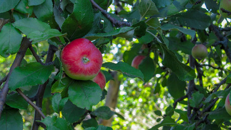 Organic apples hanging from a tree branch in an apple orchardの写真素材
