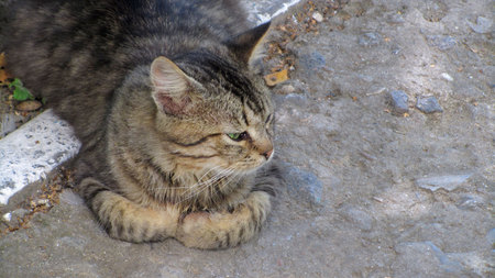 Lovely kitten hiding in the hole on the streetの写真素材