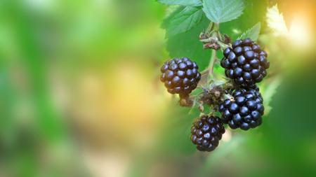 harvesting on a sunny day. ripe and unripe blackberries on the bush with selective focus.の写真素材