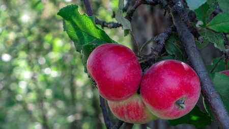 Organic apples hanging from a tree branch in an apple orchardの写真素材