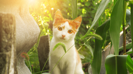 Red orange street cat with white spots standing and looking at me on a sunny dayの写真素材