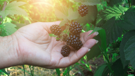 harvesting on a sunny day. hands collect blackberries from a bushの写真素材