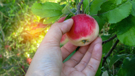 Organic apples hanging from a tree branch in an apple orchardの写真素材
