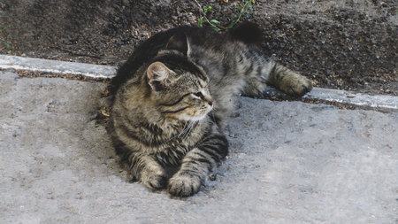Lovely kitten hiding in the hole on the streetの写真素材