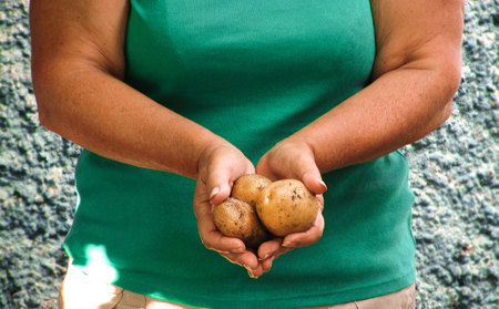 Harvesting. Hands harvesting fresh organic potatoes from soilの写真素材