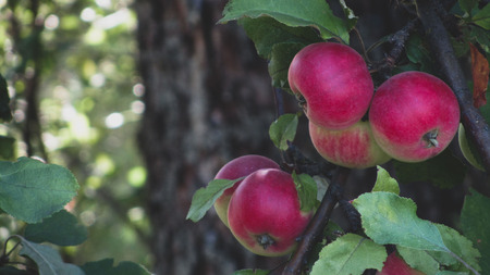 Organic apples hanging from a tree branch in an apple orchardの写真素材