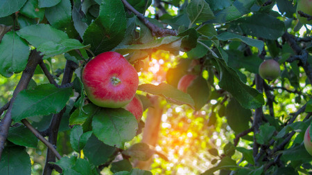 Organic apples hanging from a tree branch in an apple orchardの写真素材