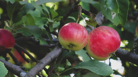 Organic apples hanging from a tree branch in an apple orchardの写真素材