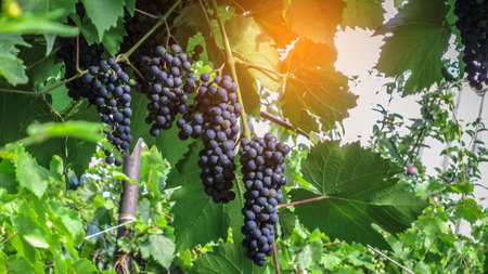 Ripe Grapes Close up on red black grapes in a vineyard, panoramic background, grape harvest conceptの写真素材
