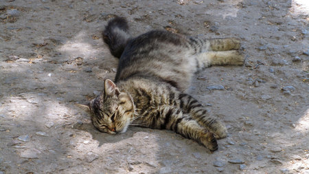 Lovely kitten hiding in the hole on the streetの写真素材