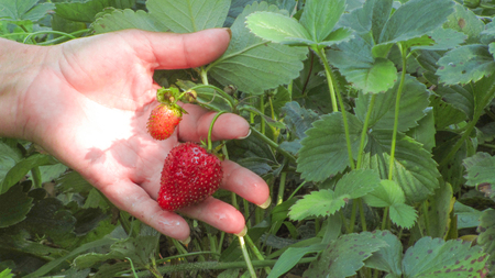 hand collects strawberries The concept of harvesting, or the sale of vegetables.の写真素材