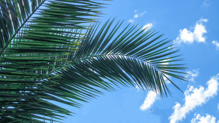 Palm trees against blue sky, Palm trees at tropical coas.の写真素材