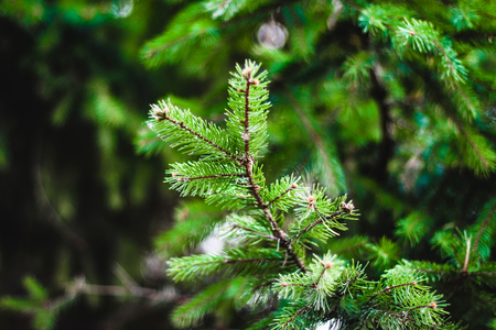 Spruce branch, illuminated by the sun, shallow depth of fieldの写真素材