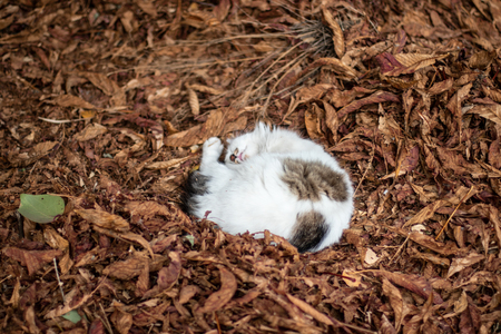 Cute white cat sleeping in bright autumn leaves homeless cat sleeping in a heap of leaves on an autumn sunny dayの写真素材