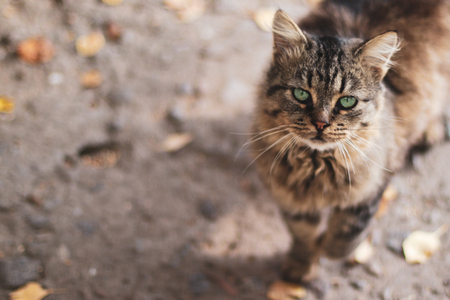 Brown resting Streetcat looks around at on sunny hot summer dayの写真素材