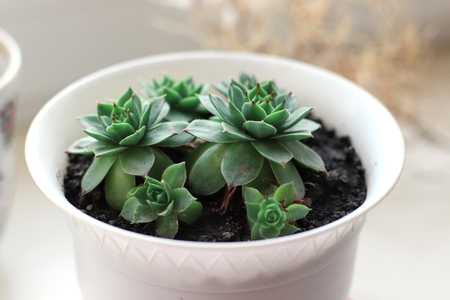 cute green succulents in a pot on a sunny dayの写真素材