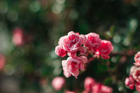 Rose bush on green background. Nature roses in garden, roses for Valentine's Dayの写真素材