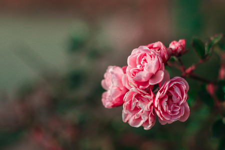 Rose bush on green background. Nature roses in garden, roses for Valentine's Dayの写真素材