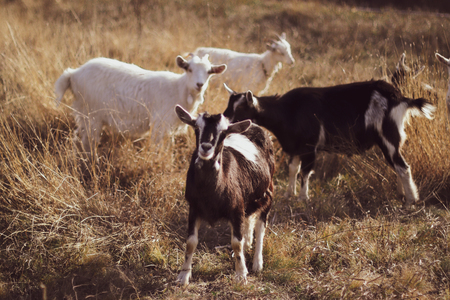 Little goats grazing in the meadow.  Big goat farm.の写真素材