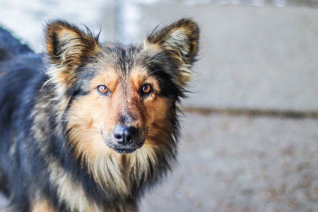 Dog looks at the camera. Doggy emotions and look.
