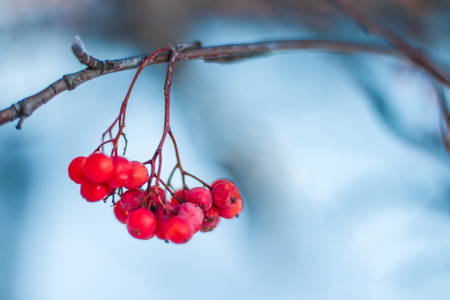 Red frozen rowan berries on blue sky Natural winter backgroundの写真素材