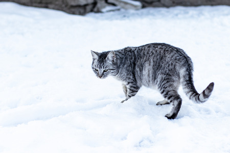 Fluffy multicolored cat sitting in the snow and look at me. Close-up cat faceの写真素材