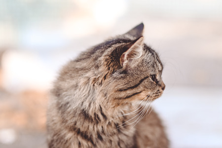 Street cat looking around.  Autumn timeの写真素材