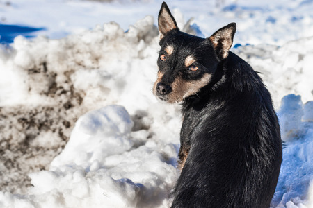 Homeless dog in the snow on a sunny dayの写真素材