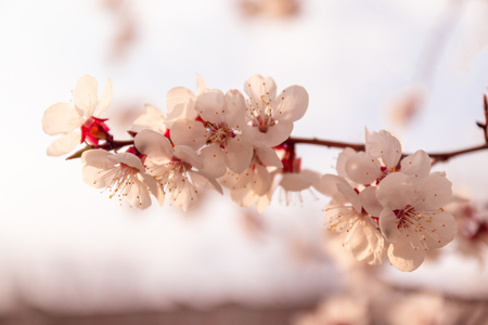 Blooming spring tree. Spring floral background. Panoramic formatの写真素材