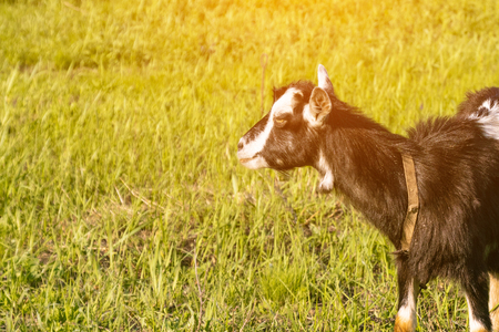 Black goat is grazed on a meadow in summerの写真素材