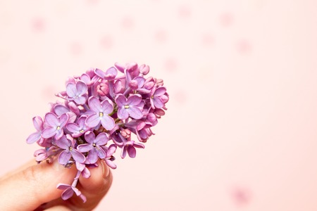 Female hand holding a sprig of lilac on a pink backgroundの写真素材