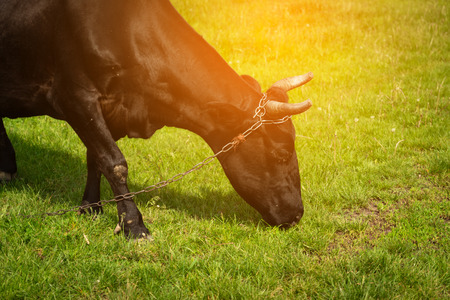 Closeup of beautiful cow on the field or eating green grass on a sunny dayの写真素材
