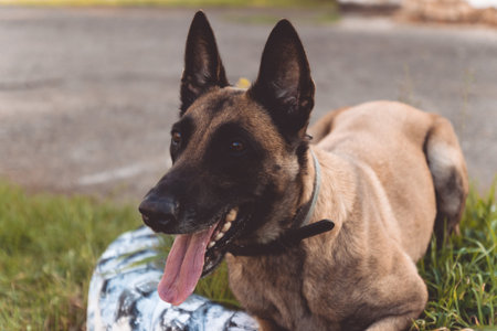 Belgian Shepherd lies on the grass and rests. Dog Gamesの写真素材