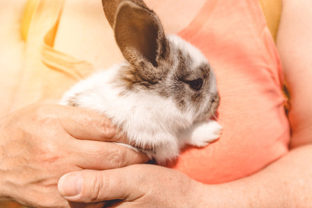 rabbit breeding concept. Female hands holding a rabbit cub in the sunlight on nature