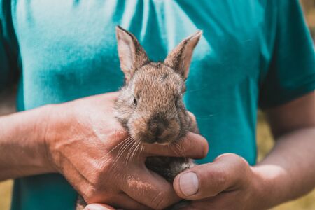 Men's hands hold a rabbit cub in the sunlight on nature. rabbit breeding concept.の写真素材