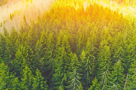 Sunny landscape with spruce forest. Aerial top view of summer green trees in forest on a sunny dayの写真素材