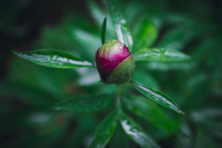 Closeup of red peonies in the garden red peony macro peony flower.の写真素材
